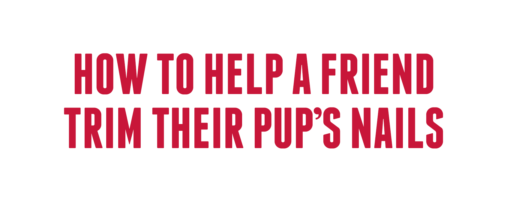 How to help a friend trim their pup's nails